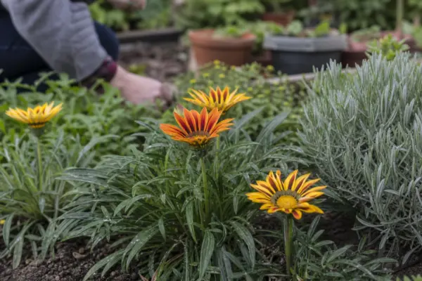 Gazania (Gazania rigens) – ghid complet de cultivare și îngrijire