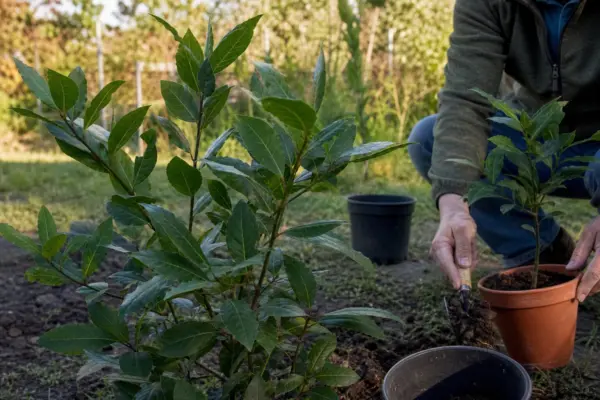 Dafin (Laurus nobilis) – sfaturi de plantare și îngrijire