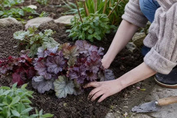 Heuchera (Heuchera micrantha) – tot ce trebuie să știi despre plantare și îngrijire