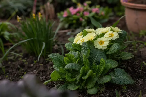 Primula (Primula vulgaris) – sfaturi pentru plantare, creștere și întreținere