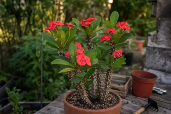 Coroana de spini (Euphorbia milii) – ghid practic de plantare și îngrijire