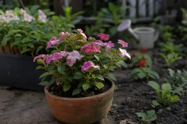Sporul casei (Impatiens walleriana) – plantare și îngrijire pas cu pas