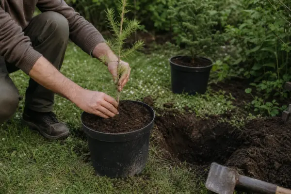 Zadă (Larix decidua) – sfaturi utile pentru plantare și îngrijire