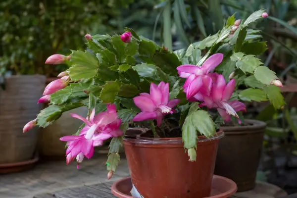 Cactusul de Paște (Rhipsalidopsis gaertneri) – sfaturi de plantare și îngrijire