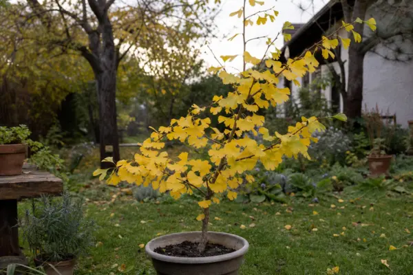 Arborele pagodelor (Ginkgo biloba) – plantare, îngrijire și greșeli de evitat