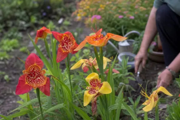 Floarea tigrului (Tigridia pavonia) – ghid practic de plantare și îngrijire