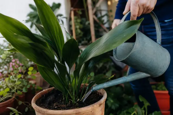 Aspidistra (Aspidistra elatior) – plantare, udare și întreținere