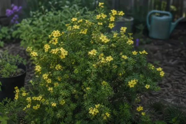 Potentilla (Potentilla fruticosa) – condiții de creștere, plantare și îngrijire