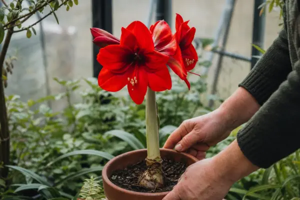 Amaryllis (Hippeastrum hybridum) – tot ce trebuie să știi despre plantare și îngrijire