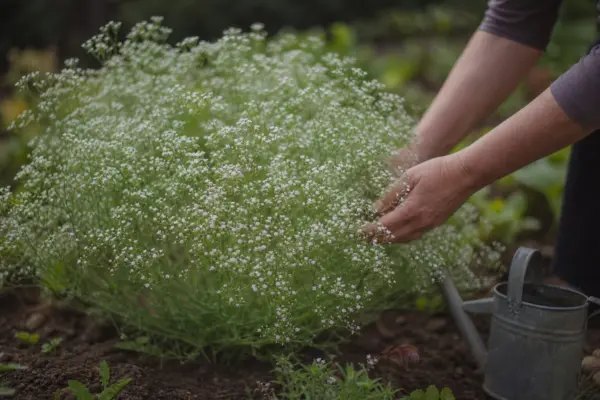 Floarea miresei (Gypsophila paniculata) – plantare și îngrijire pas cu pas