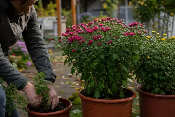Crizantema (Chrysanthemum morifolium) – plantare, îngrijire și greșeli de evitat