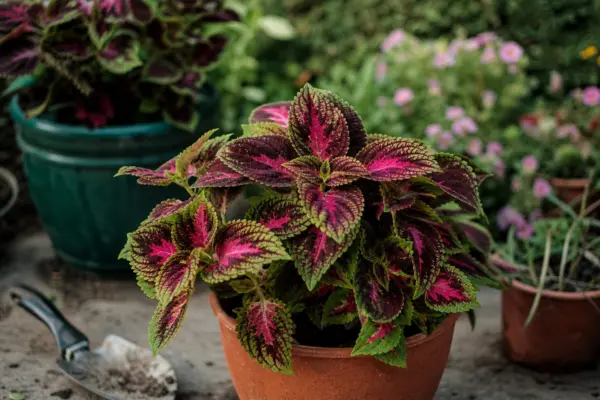 Urzicuță (Coleus blumei) – ghid complet de cultivare și îngrijire