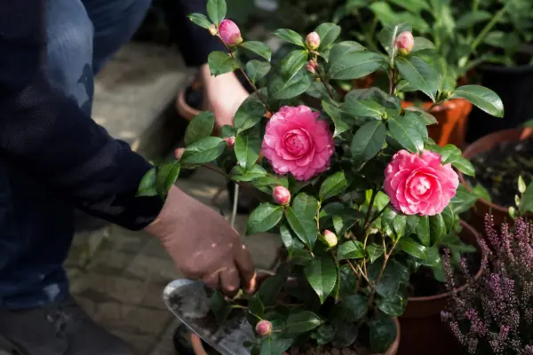 Camelia (Camellia japonica) – plantare, îngrijire și greșeli de evitat