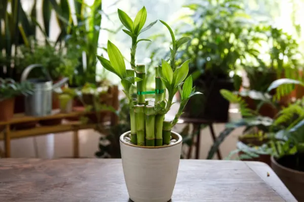 Bambusul norocos (Dracaena sanderiana) – sfaturi utile pentru plantare și îngrijire