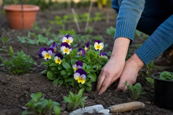 Panseluța (Viola tricolor) – sfaturi de plantare și îngrijire