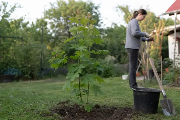 Paltin de câmp (Acer platanoides) – sfaturi de plantare și îngrijire