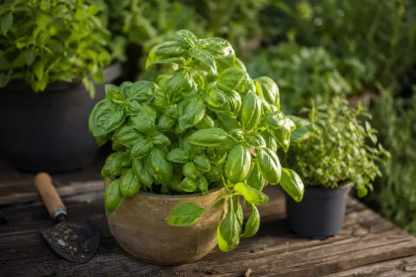 Busuioc (Ocimum basilicum) – sfaturi utile pentru plantare și îngrijire