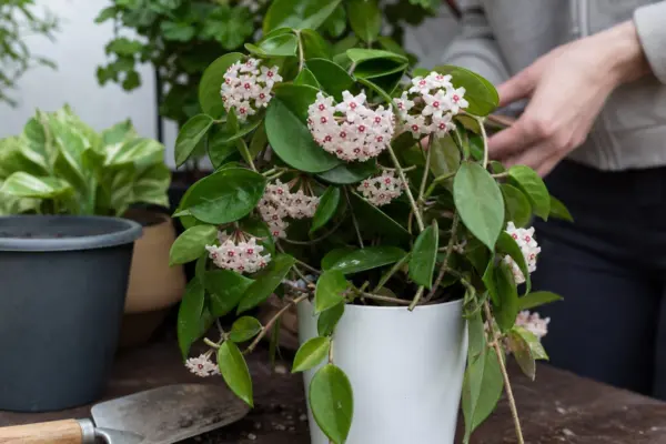 Hoya sau floarea de ceară (Hoya carnosa) – sfaturi pentru plantare, creștere și întreținere