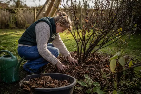 Arbuștii fructiferi plantați toamna: cum îi îngrijești până la venirea gerului